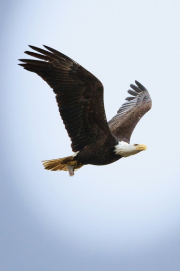 A bald eagle in flight, before and after background removal with Sweepcut