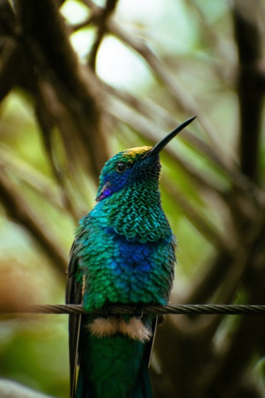A hummingbird on a branch, before and after background removal with Sweepcut